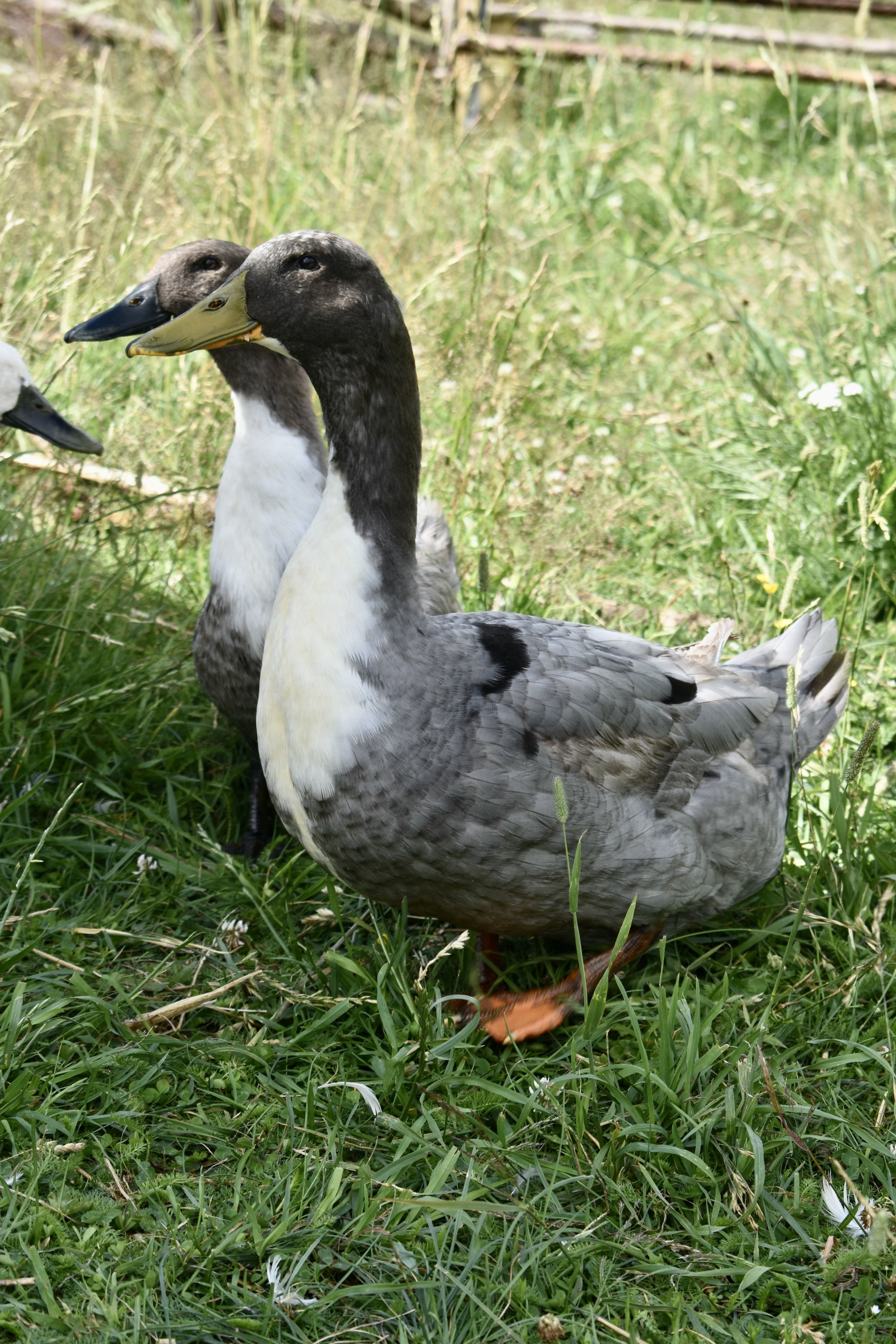 anka ile ilgili görsel 2