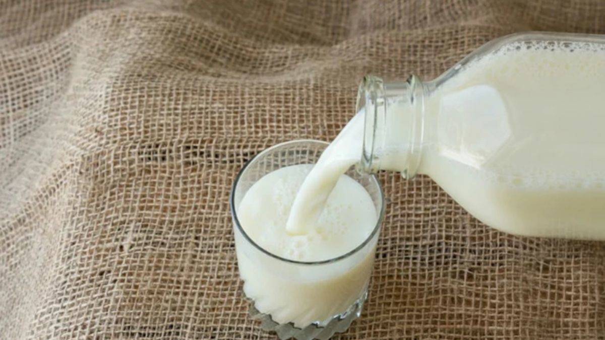 cig-sut ile ilgili görsel 2