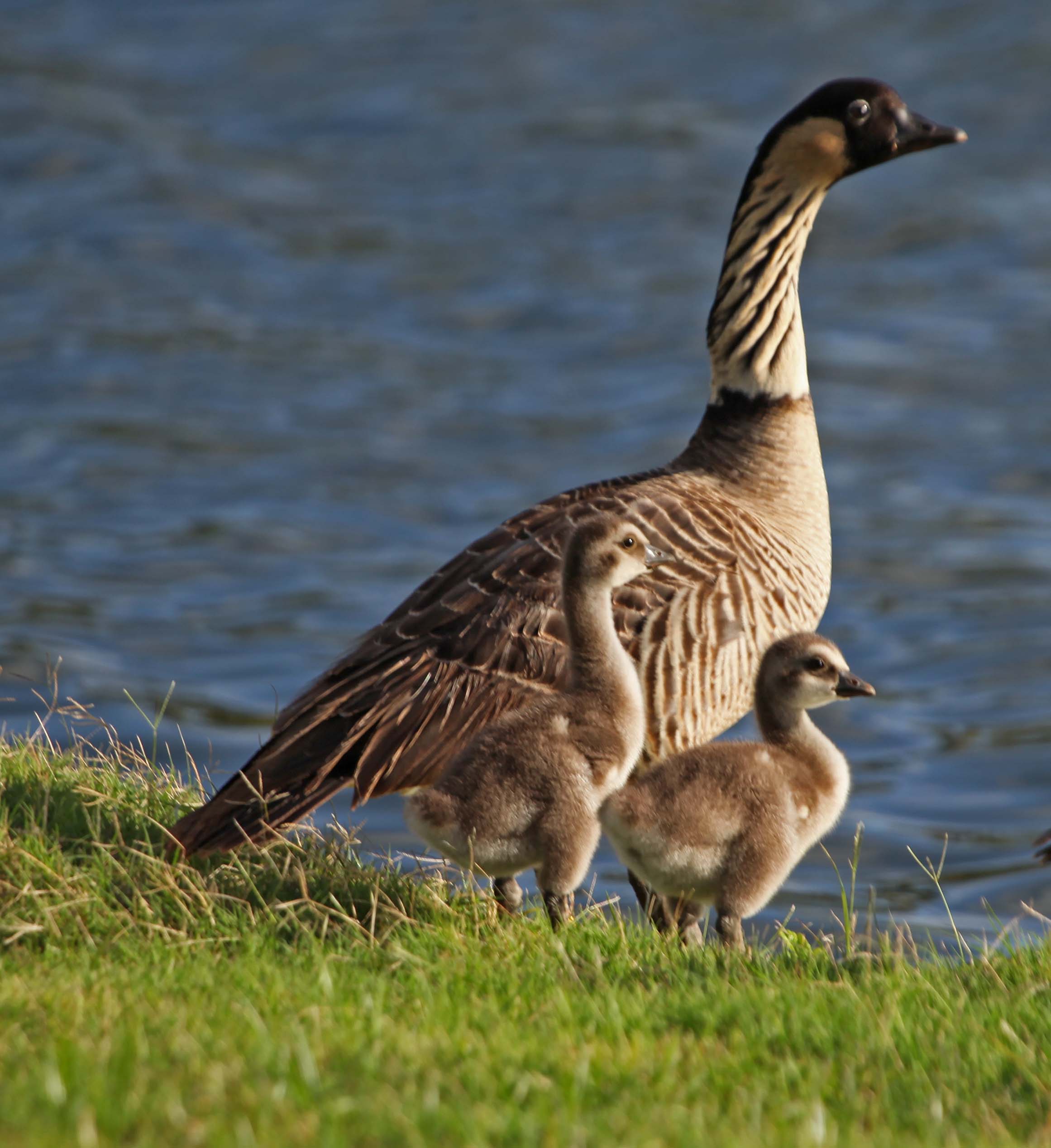 nene ile ilgili görsel 2