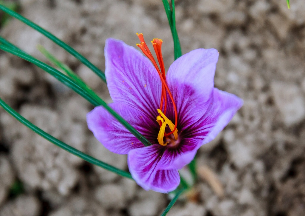 safran ile ilgili görsel 1