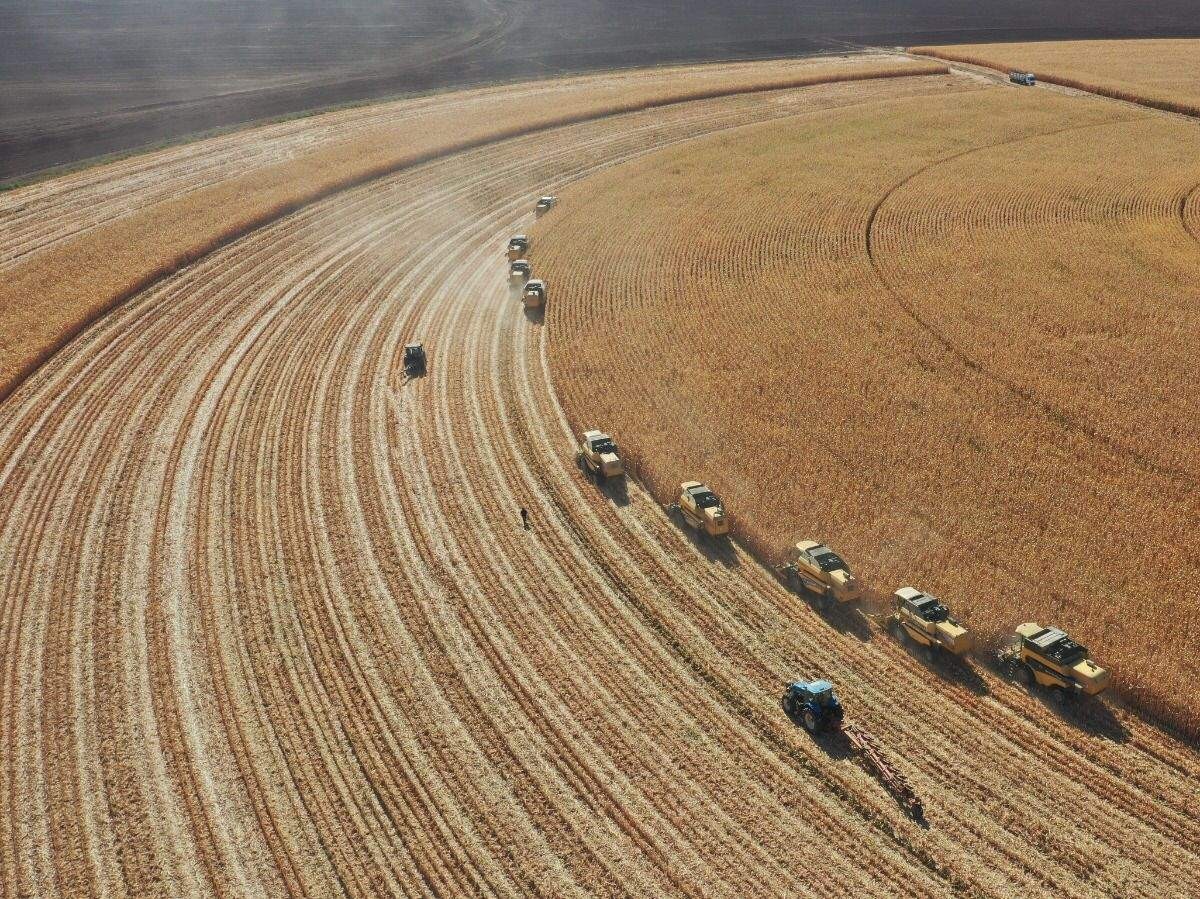 tigem ile ilgili görsel 3