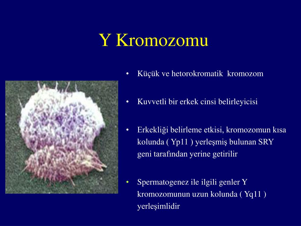 y-kromozomu ile ilgili görsel 2