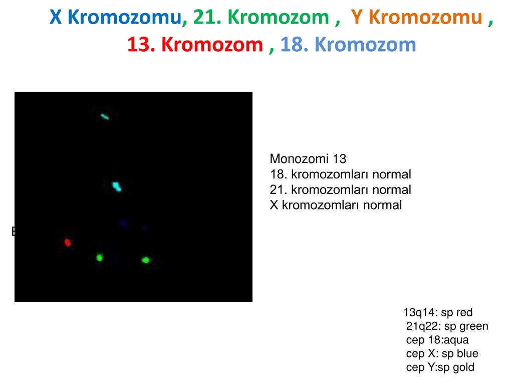 y-kromozomu ile ilgili görsel 3