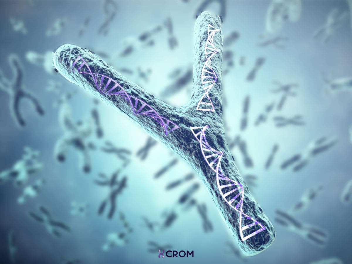 y-kromozomu ile ilgili görsel 1
