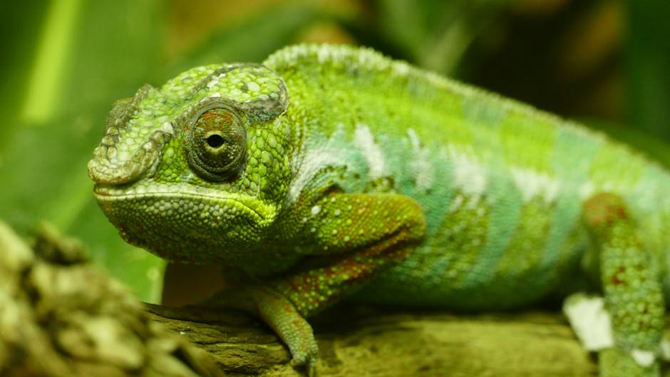 adaptation trends